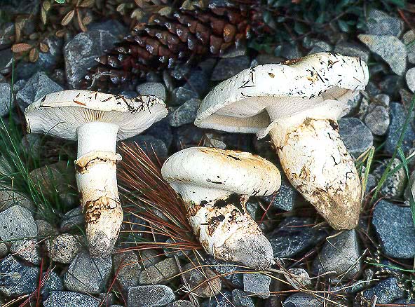 Tricholoma murrillianum